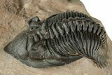Stunning Metacanthina Trilobite - Lghaft, Morocco #339501-2